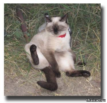 тайская кошка