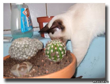 тайская кошка сажает кактус