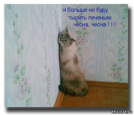 Я больше не буду тырить печеньки! Чесна-чесна!!!