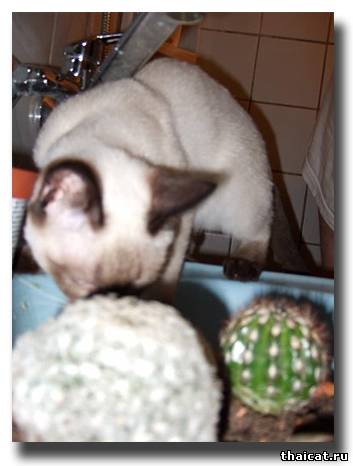 тайская кошка сажает кактус