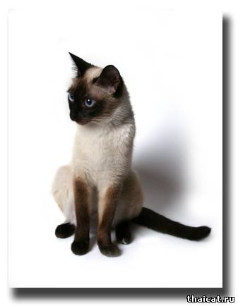 тайская кошка