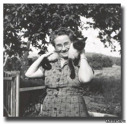 сиамский кот