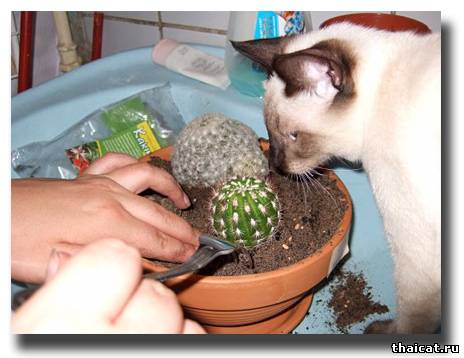 тайская кошка сажает кактус