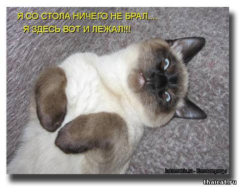 Я со стола ничего не брал... Я здесь вот и лежал!!!