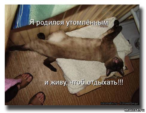 Я родился утомленным и живу, чтоб отдыхать!