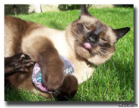 Уфф! Тяжело быть голкипером!