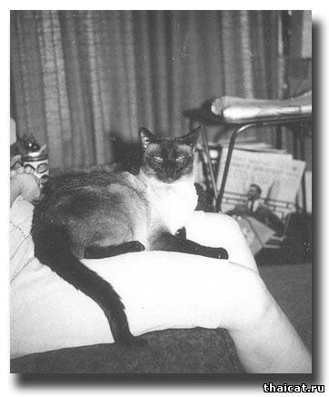 сиамский кот
