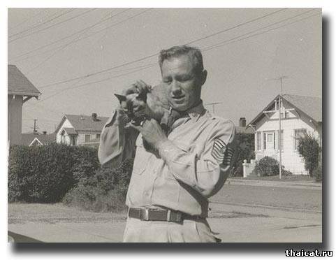 сиамский котик сидит на плече