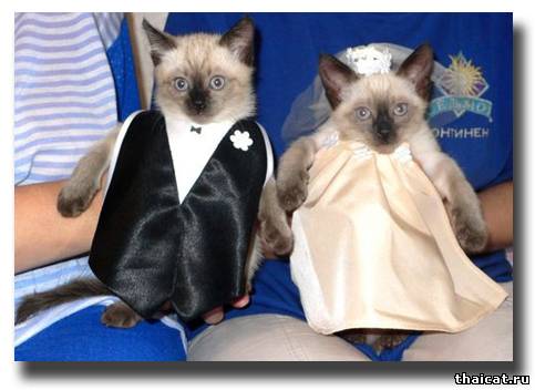 Кошачья свадьба по-тайски