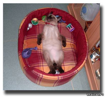 тайская котька дрыхнет