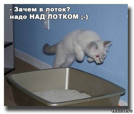 - Зачем в лоток? надо НАД ЛОТКОМ ;-)