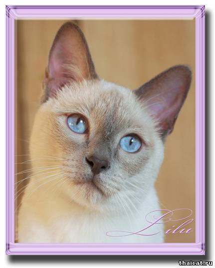 тайский котенок, окрас лайлак-пойнт