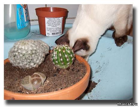 тайская кошка сажает кактус