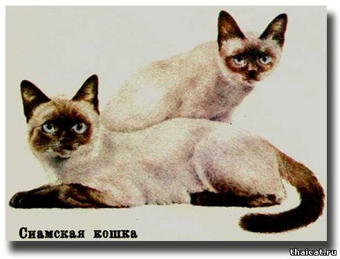 кошки окраса колор-пойнт в России