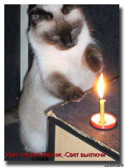 Иди, говорит, Барсик, - Свет выключи!