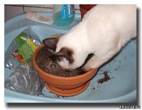 тайская кошка сажает кактус