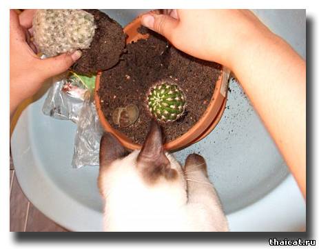 тайская кошка сажает кактус