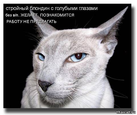 Стройный блондин с голубыми глазами без в/п