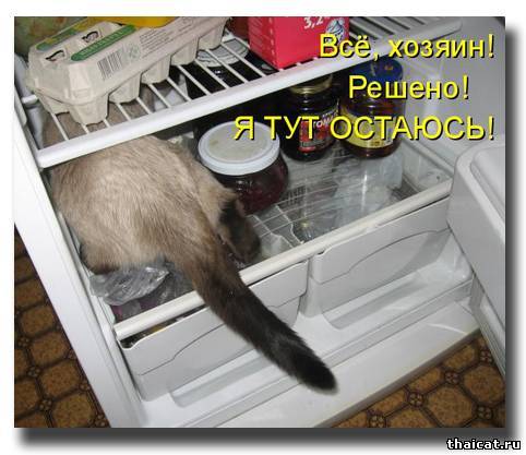 Кошка в холодильнике