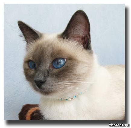 тайская кошка фото