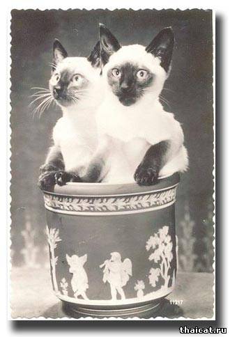 сиамские котята