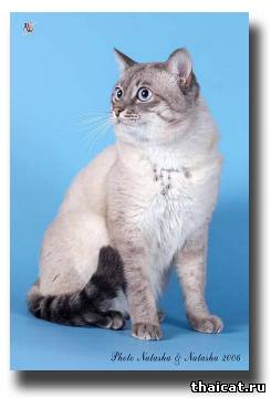 тайский кот, блю-тэбби-пойнт