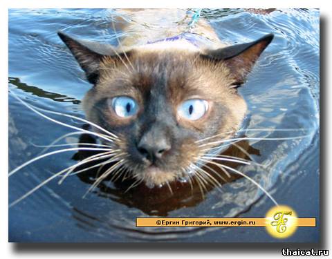 Водоплавающий кот