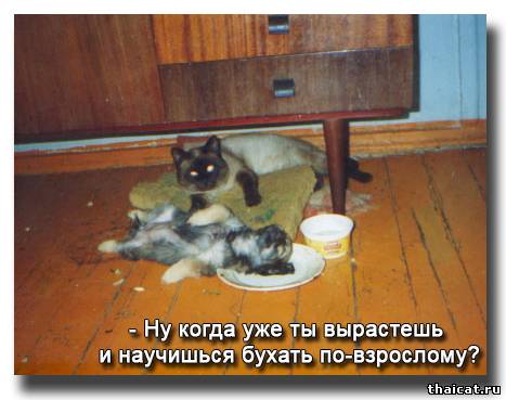 - Ну когда уже ты вырастешь и научишься бухать по-взрослому?