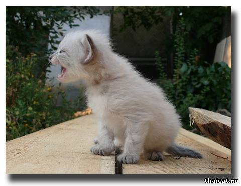 Маааам, где ты?