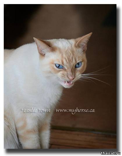 Всех порву!