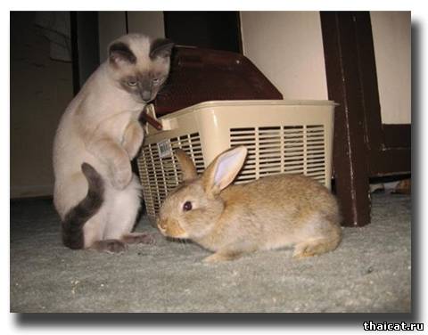 Давай поиграем!