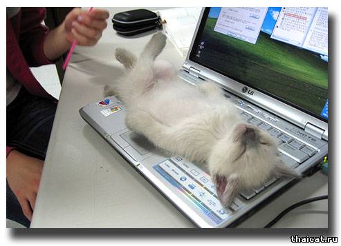 Тайский котенок и ноутбук