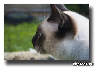 тайский кот, окрас сил-пойнт