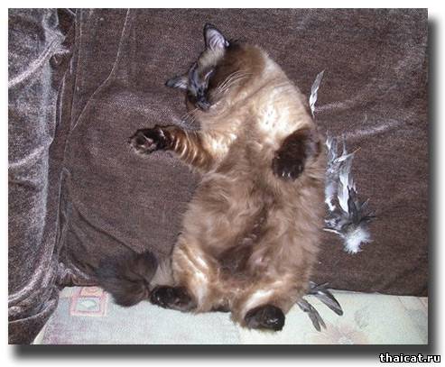 Нет, он не заснул стоя... Это вид сверху.