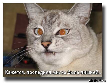 Кажется, последняя миска была лишней..