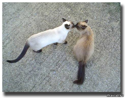 Кошачий поцелуй