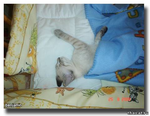 Баю-баюшки-баю