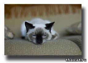 тайский кот