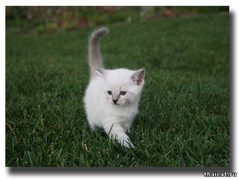 Я от бабушки ушел, я от дедушки ушел!..