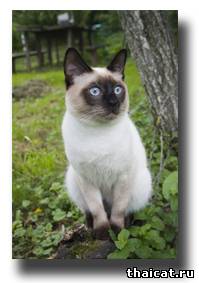 тайский кот фото