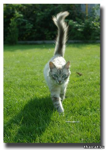 Прогулка - это свобода!