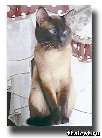 тайский кот