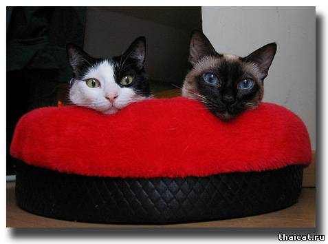 Ничего мы тут не делаем! Просто так лежим!