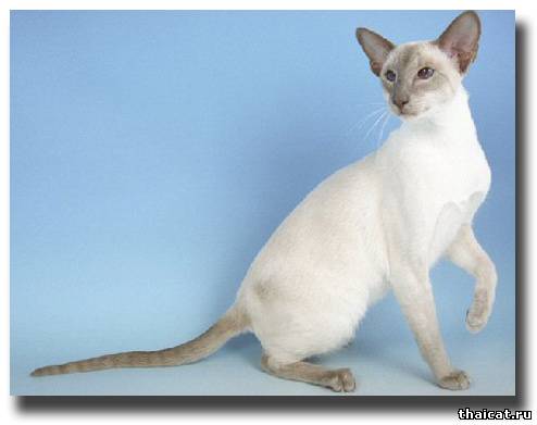 сиамская кошка окраса карамел-пойнт