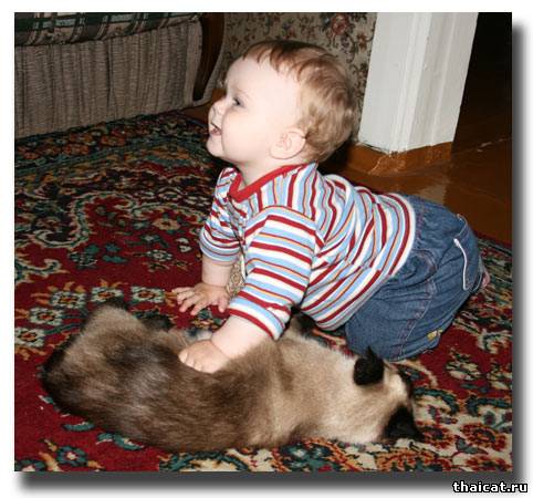 тайская кошка и ребенок