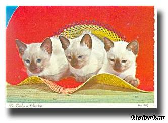 сиамские котята
