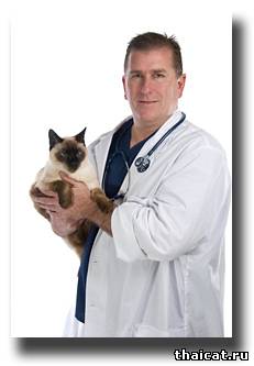 тайский кот на руках у ветврача