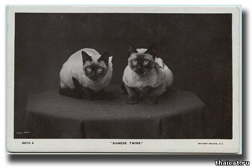 сиамские кошки