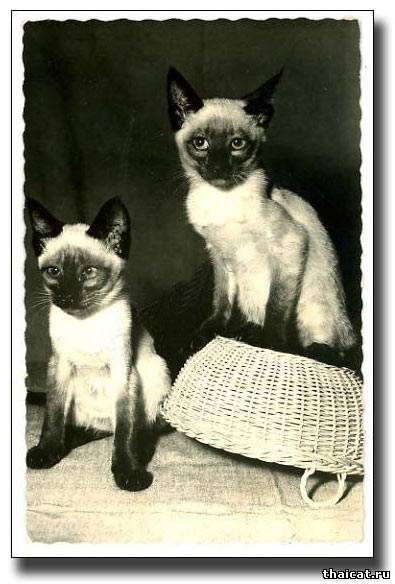 сиамские котята