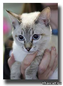 тайская кошка